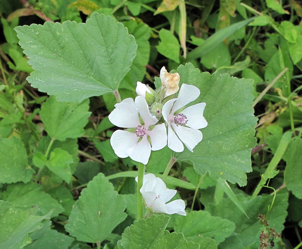 Althaea officinalis Althaea officinalis